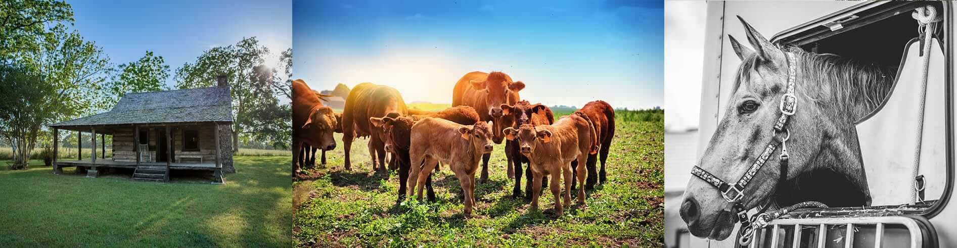 Old house, Family of Cows, and Horse outside of trailer